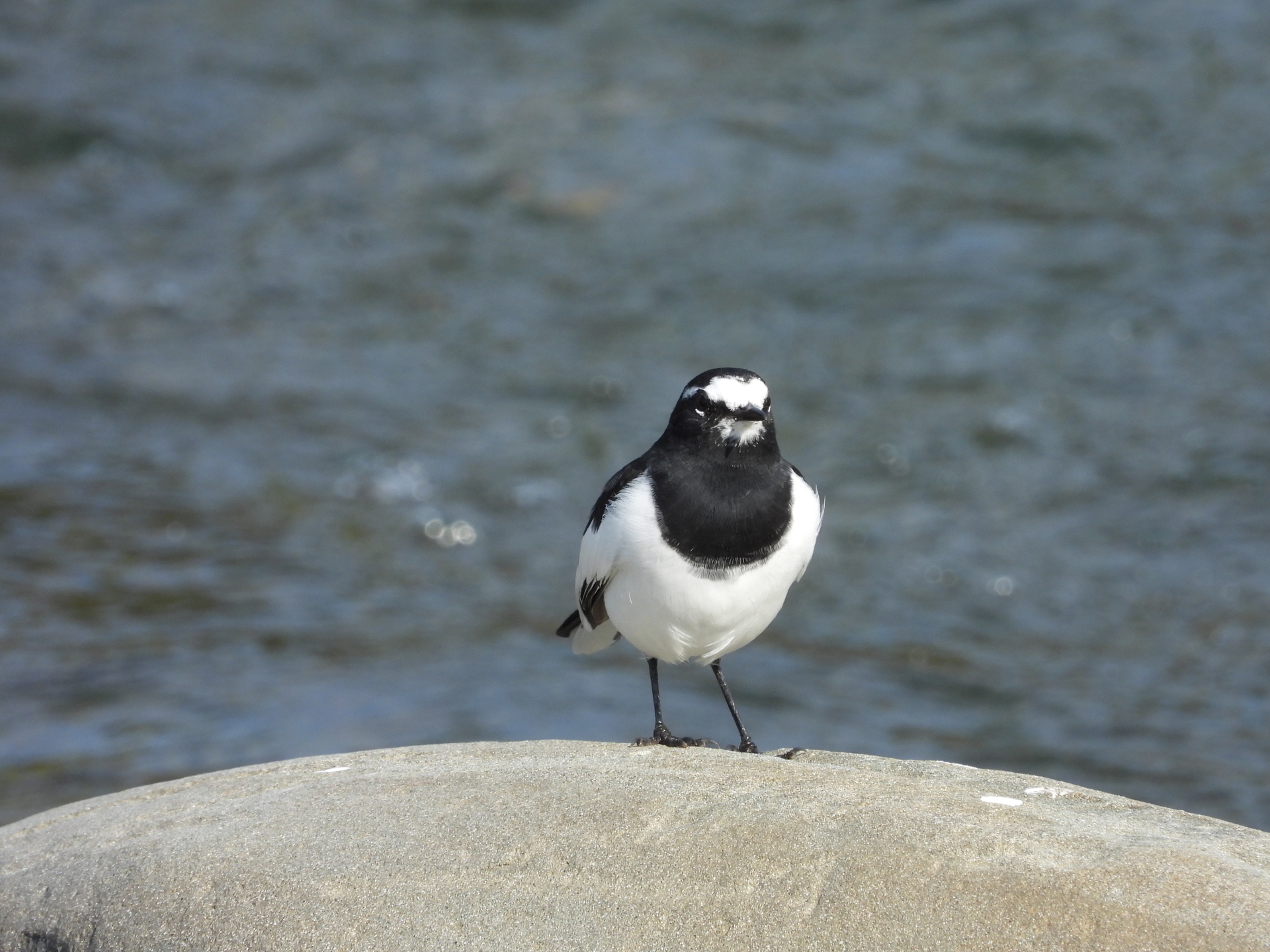 三種類のセキレイ 古城と野鳥