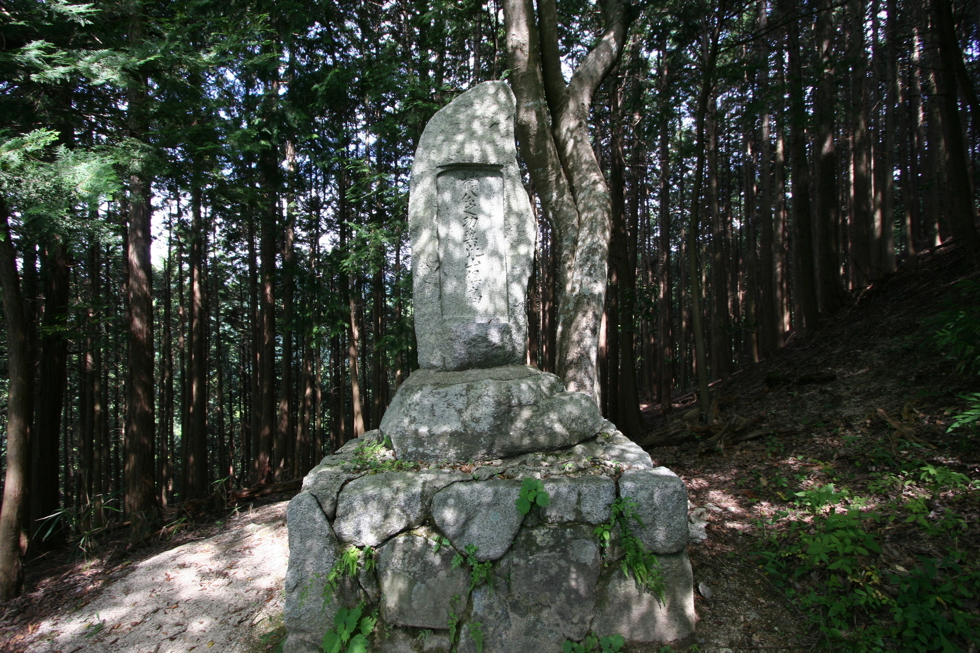 千早城: 古城と野鳥